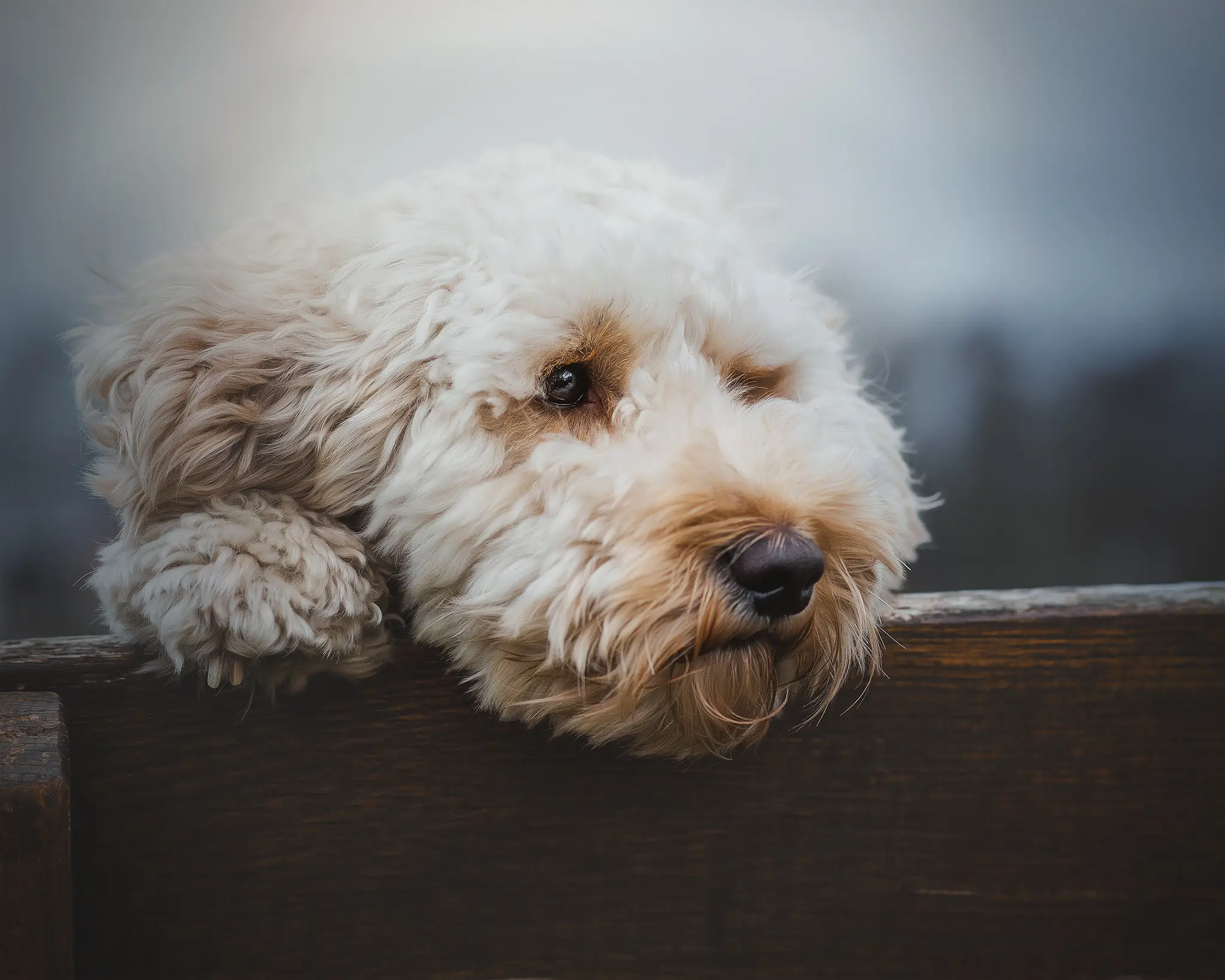 Hundefotografie Bremen