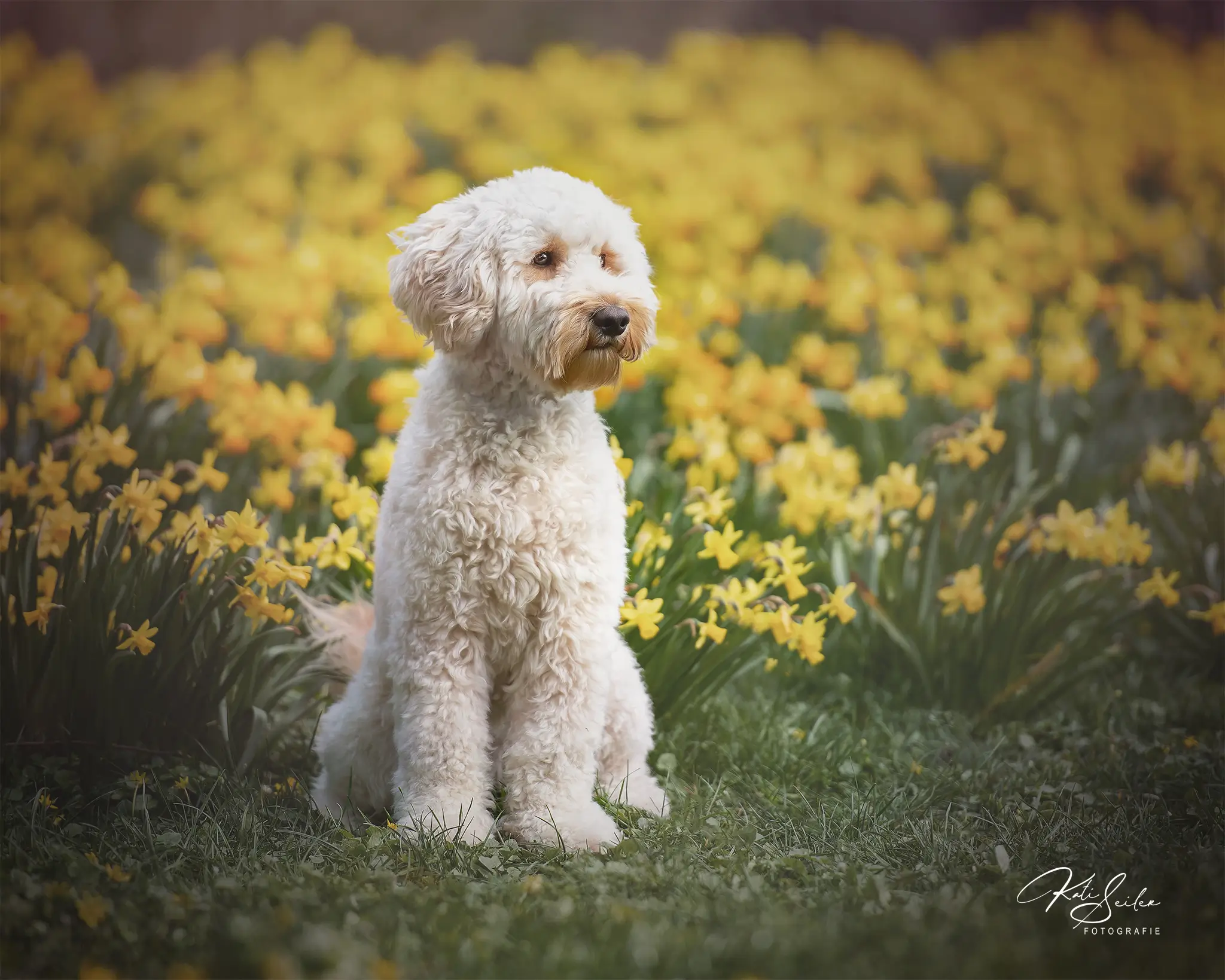 Hundefotografie Bremen