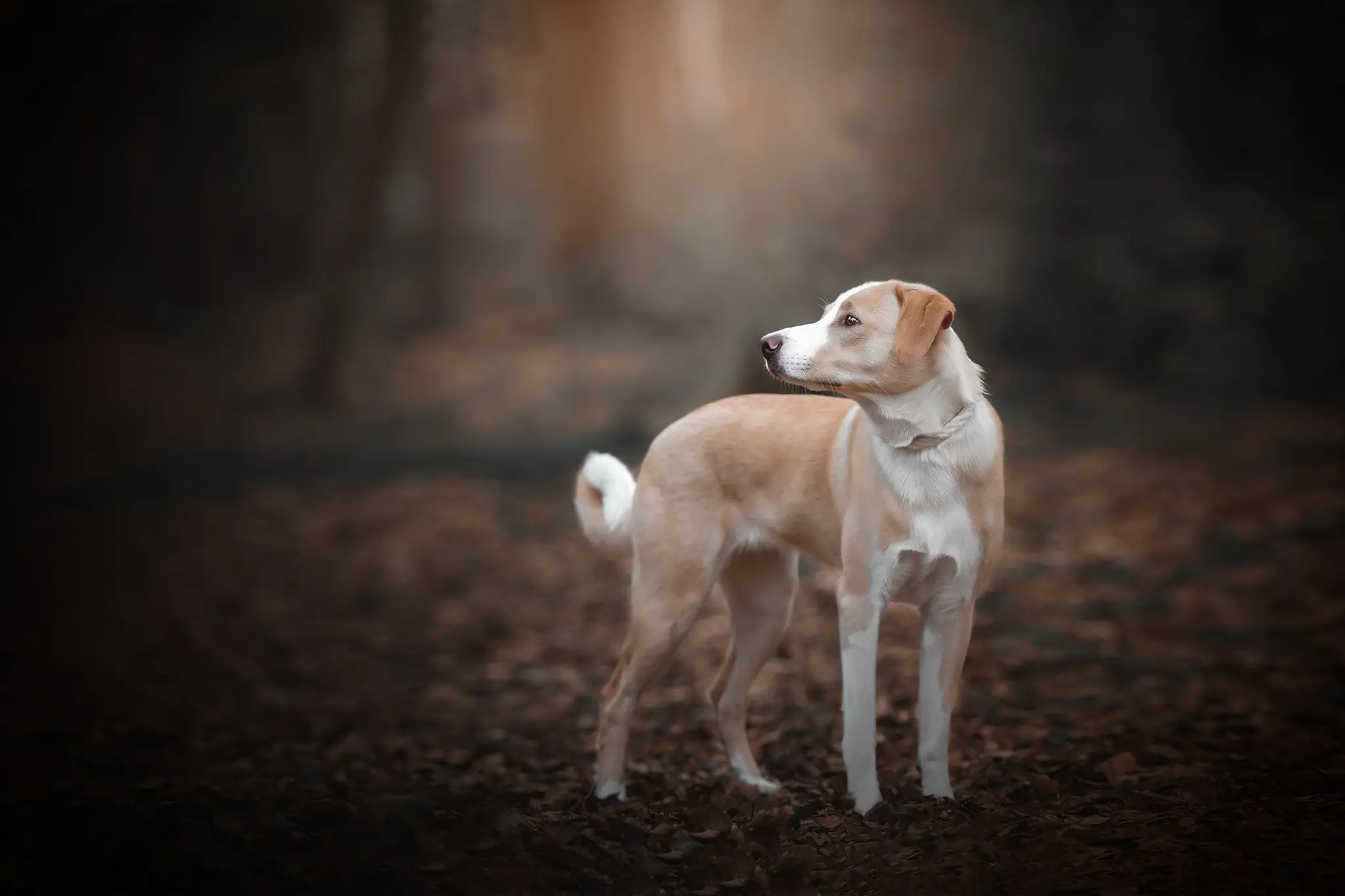 Hundefotograf Bremen