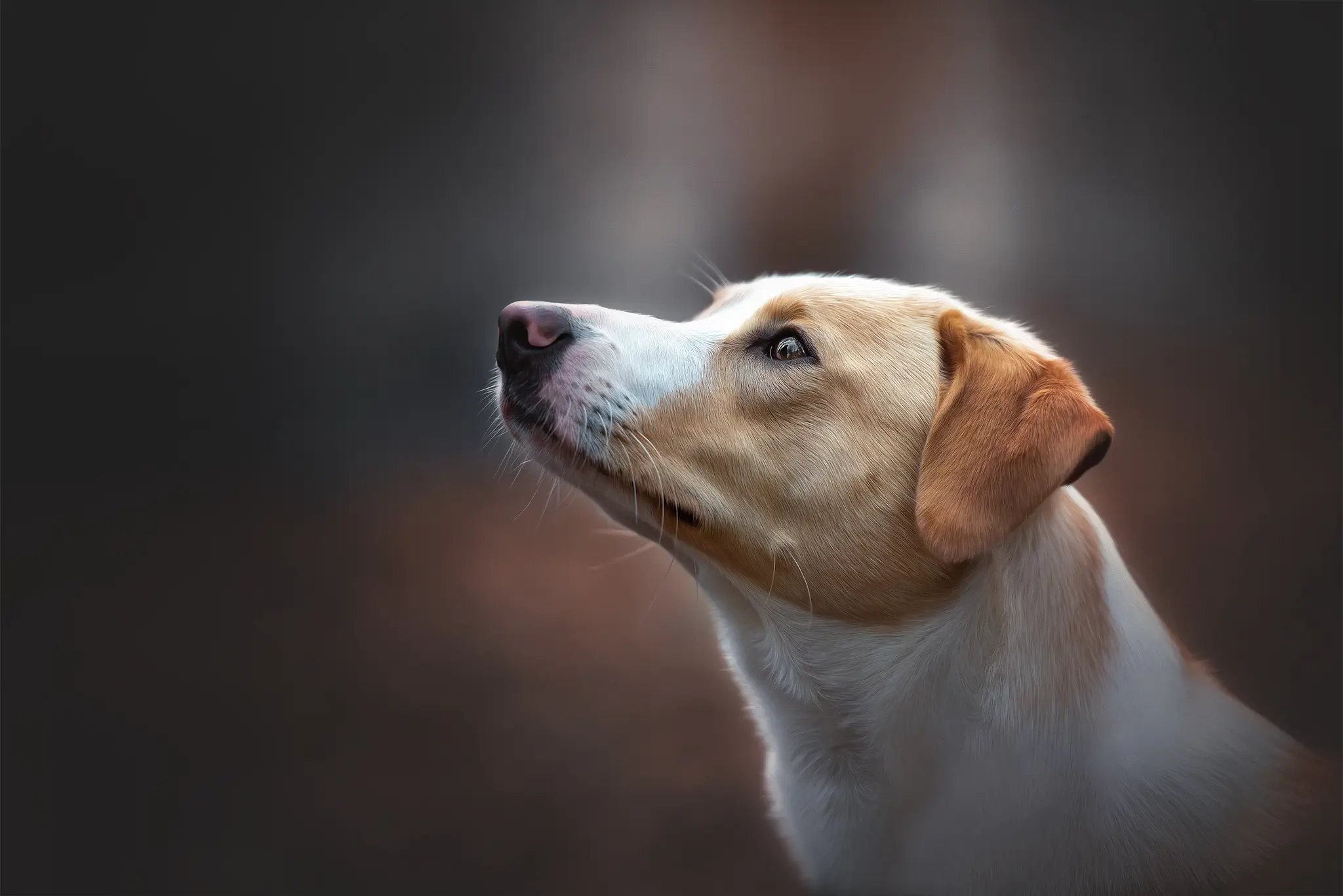 Hunde Fotoshooting