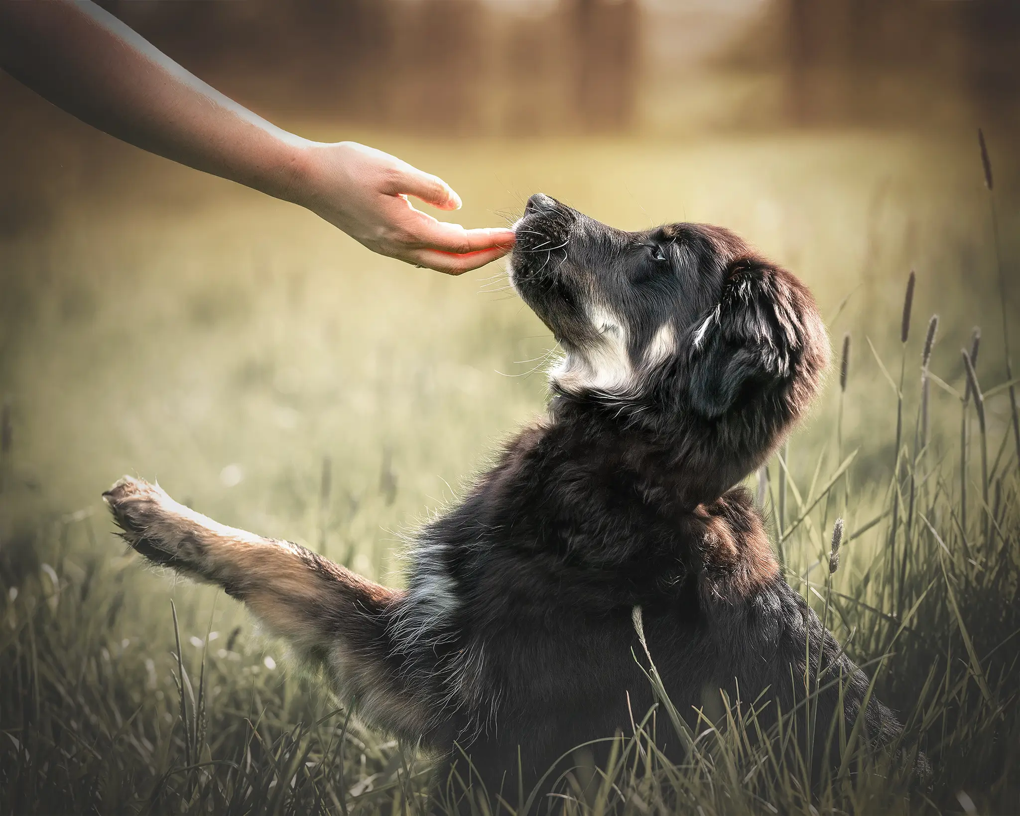 Hundefotografie Bremen