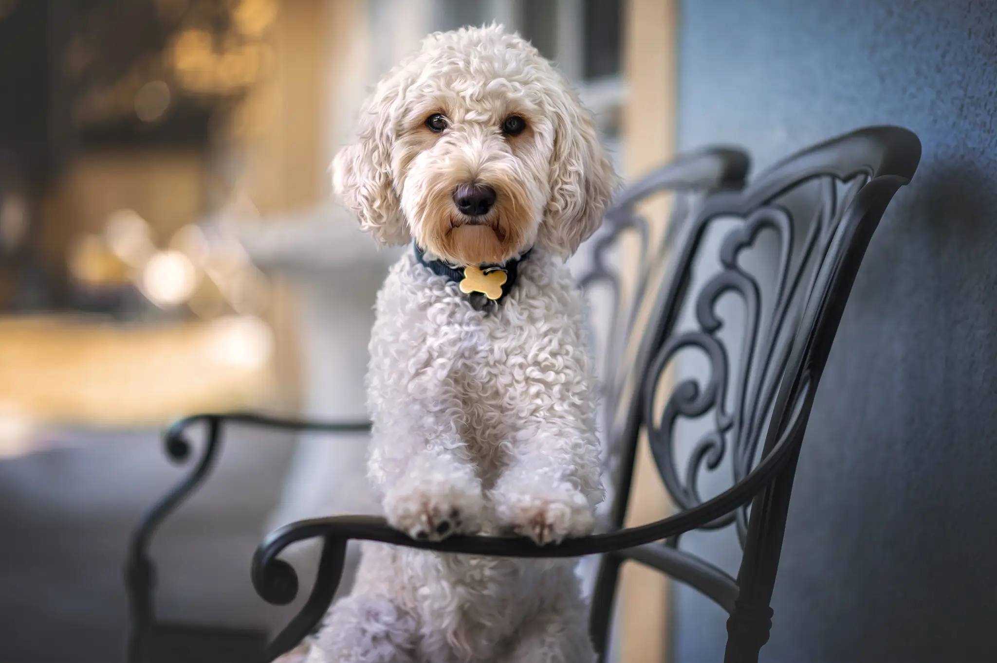 Hundefotografie Bremen