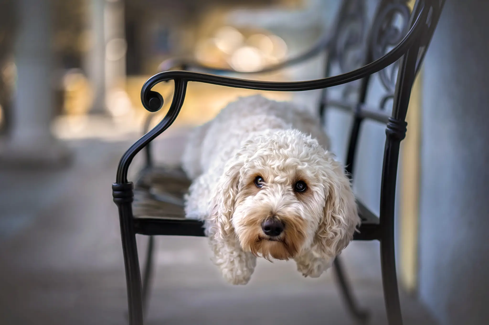 Hundefotograf Bremen