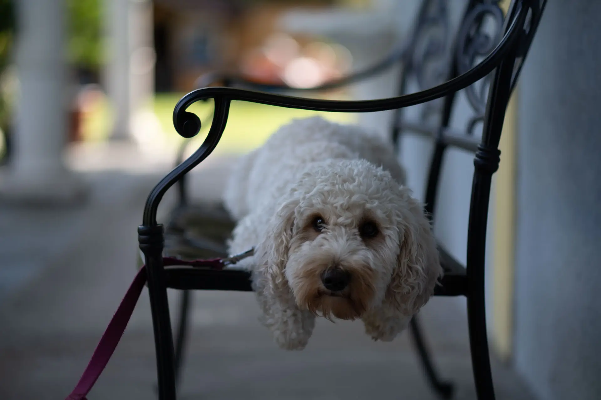 Bildbearbeitung Hundefoto