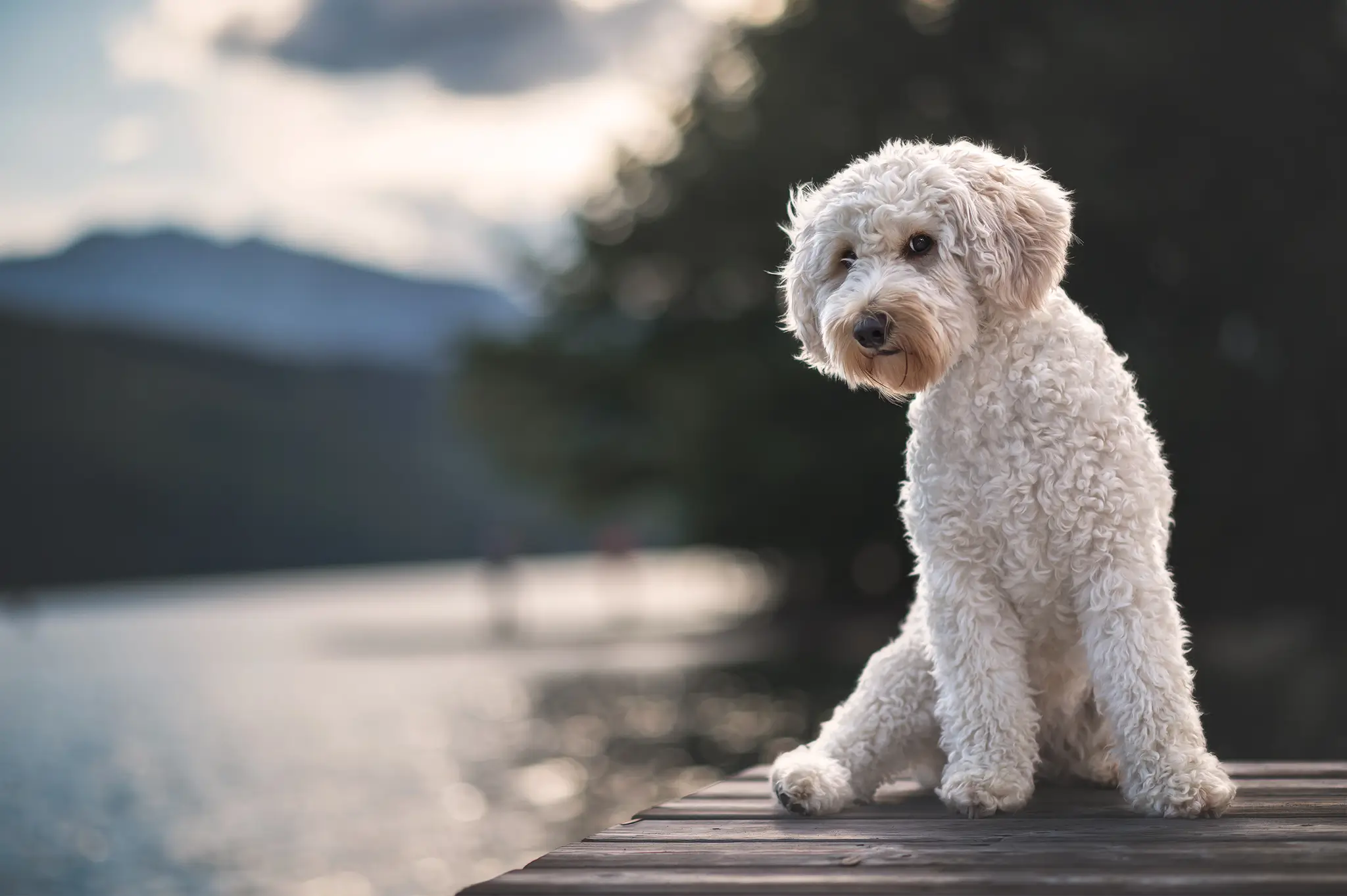 Hundefotoshooting Outdoor