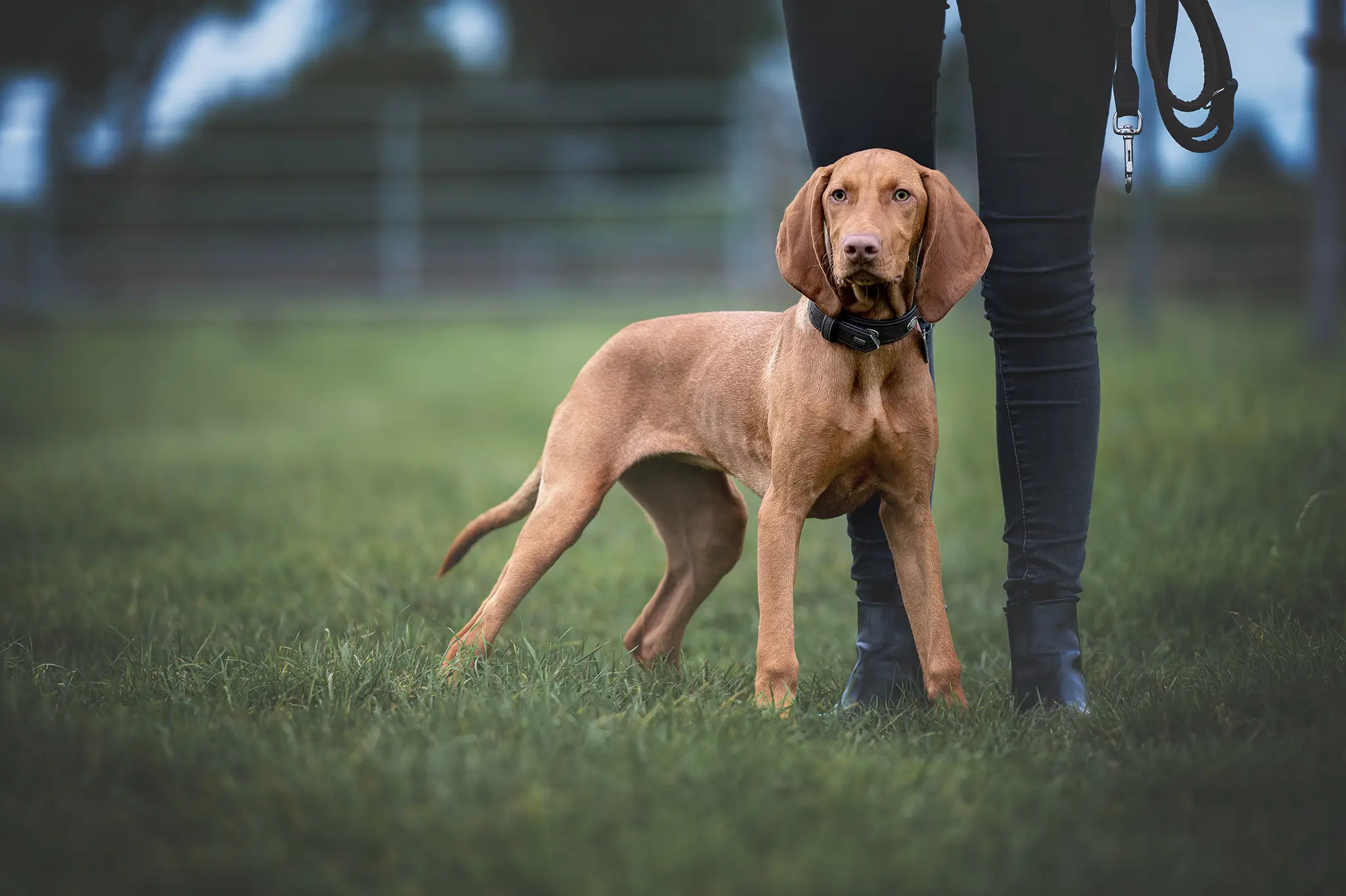 Hundefotografie Bremen