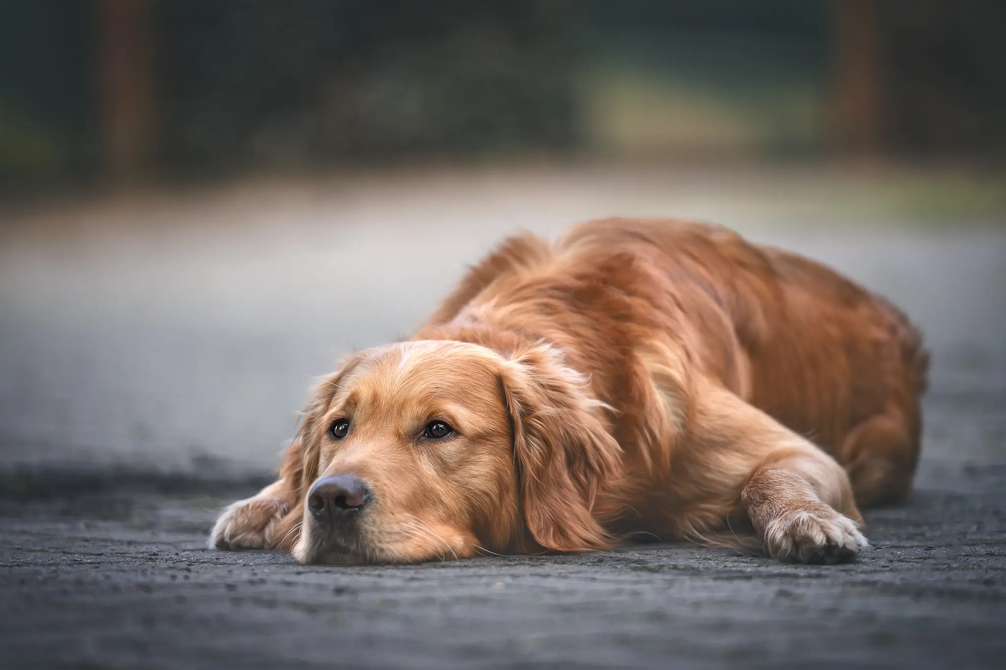 Hundefotograf Bremen