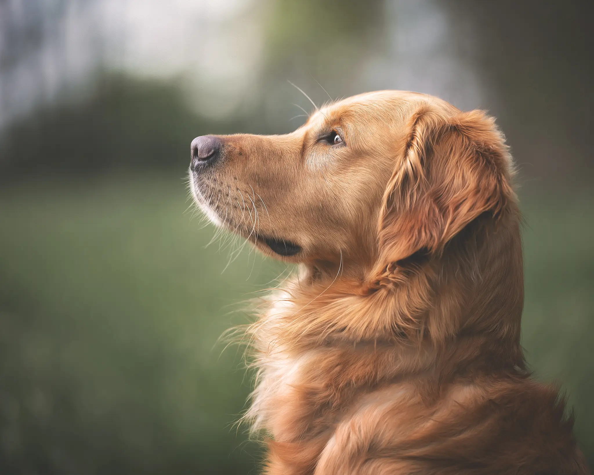 Hundefotografie Bremen