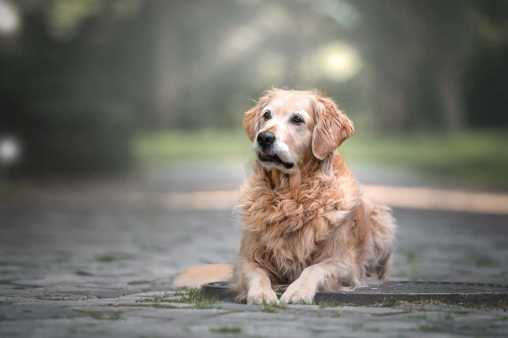 Tierfotograf Bremen