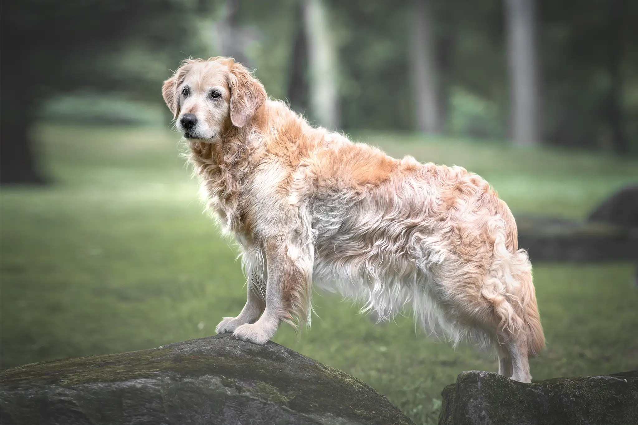 Hundefotograf Bremen