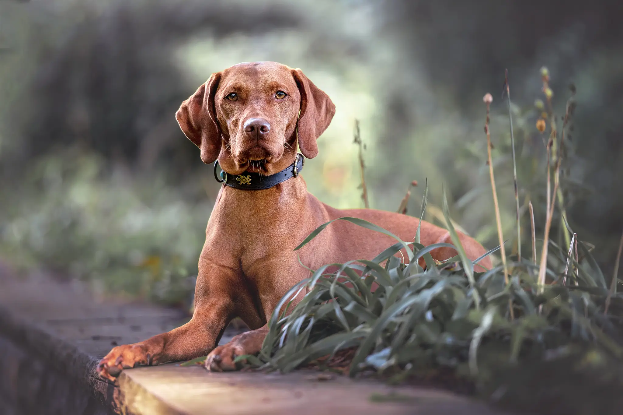 Hundefotoshooting