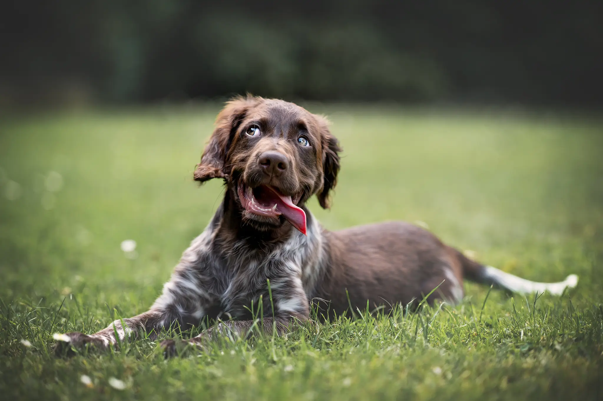 Tierfotograf Bremen