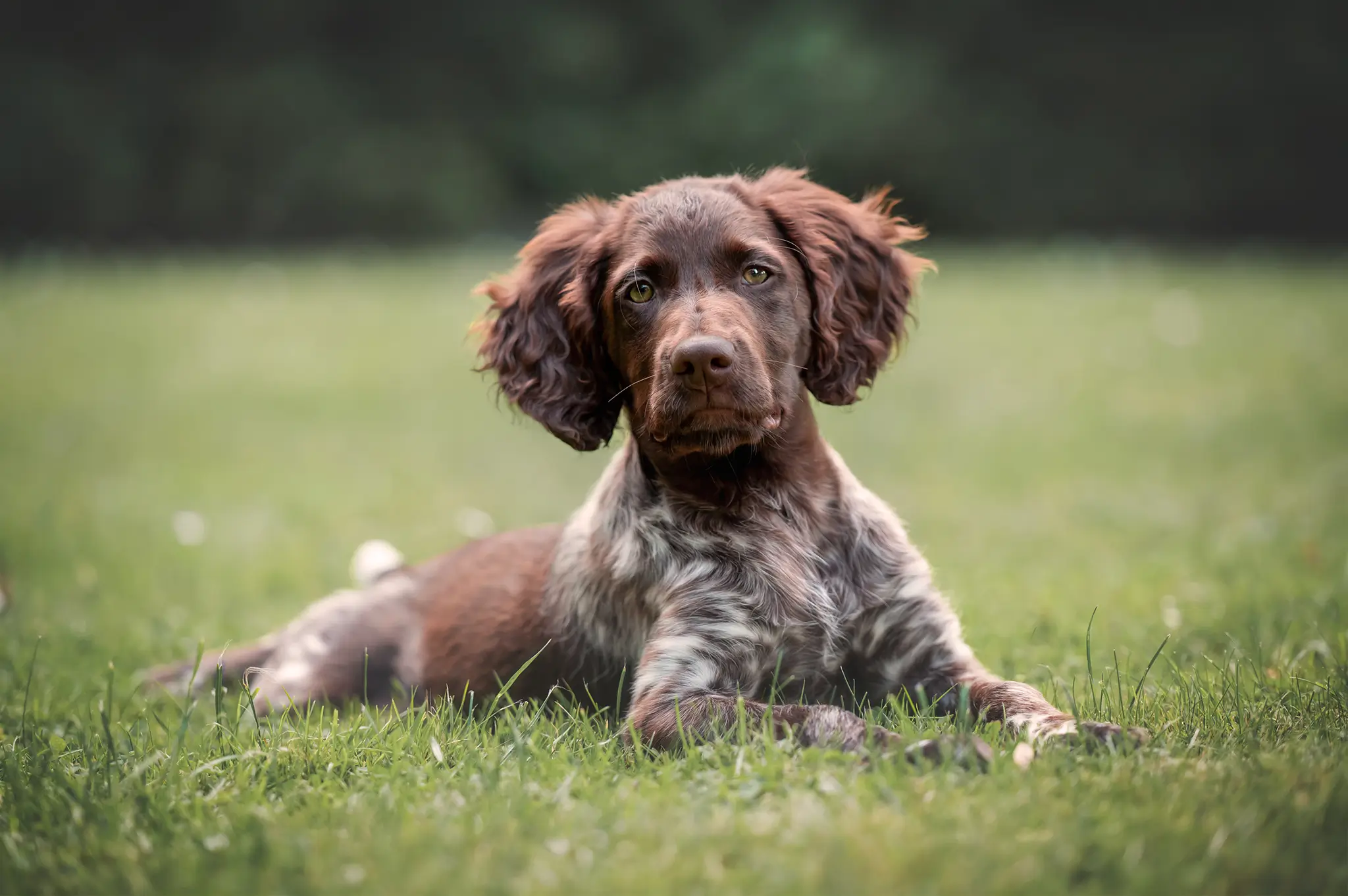 Tierfotograf Bremen