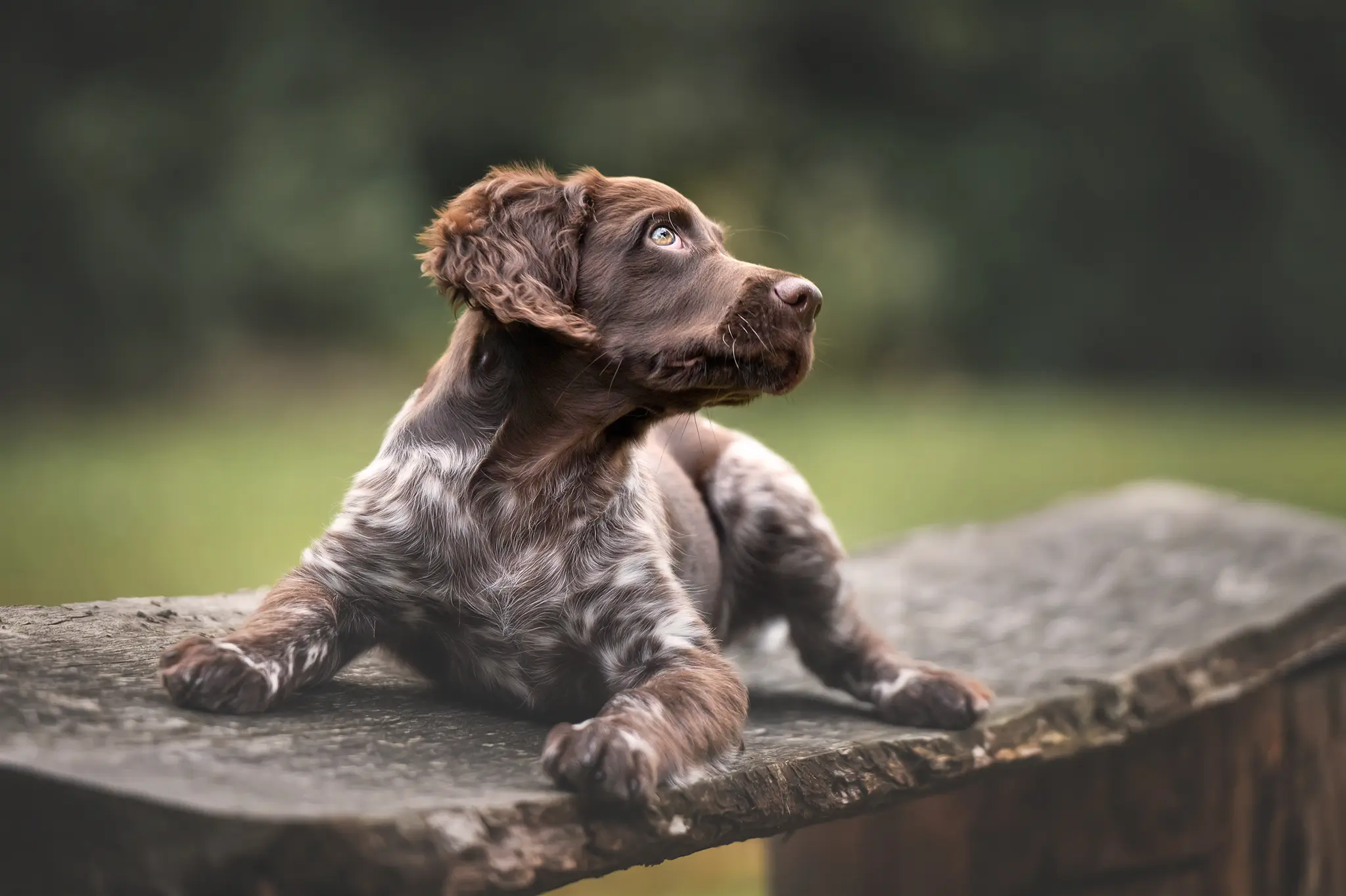 Hundefotograf Bremen