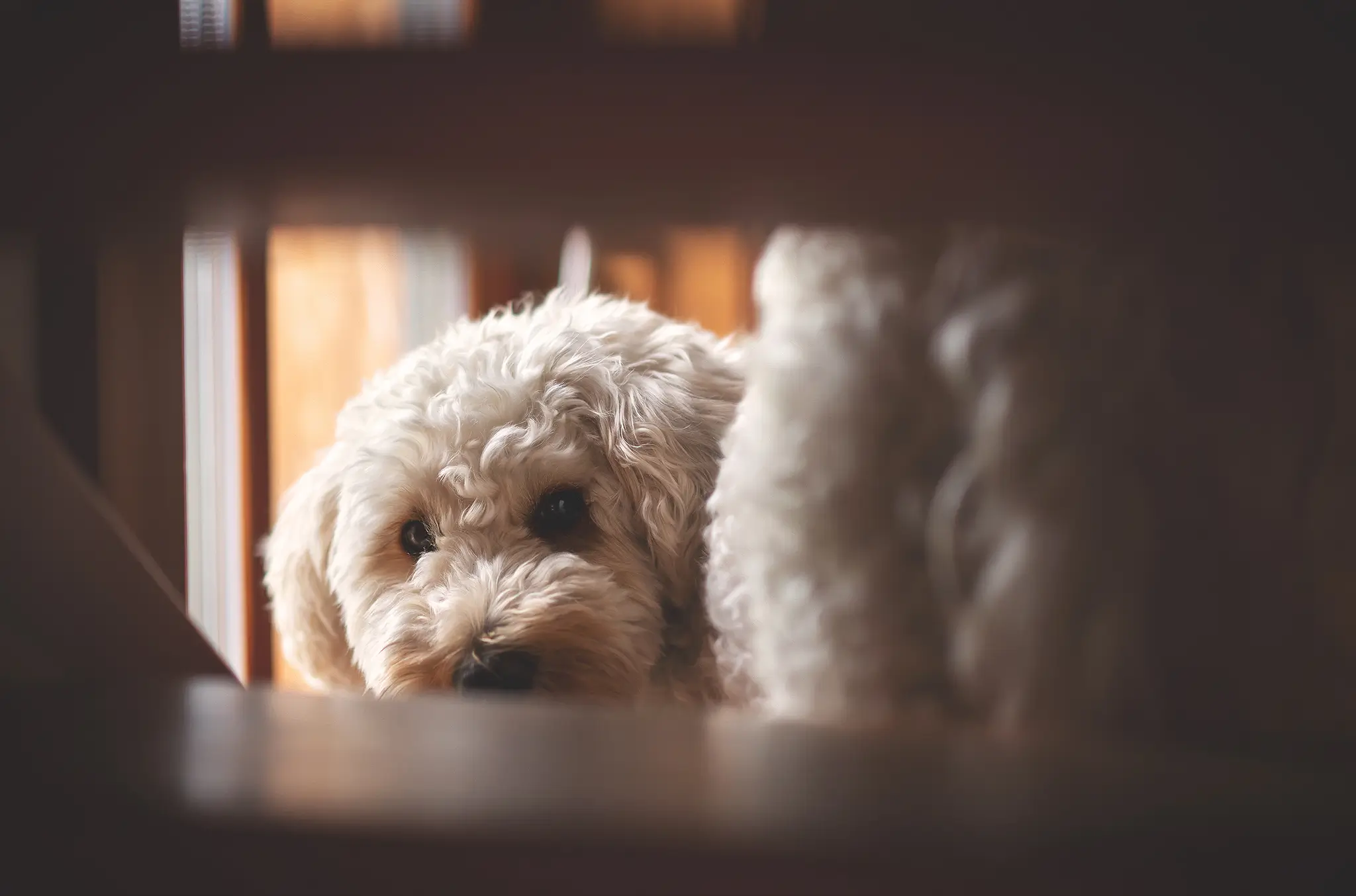 Hundefotograf Bremen