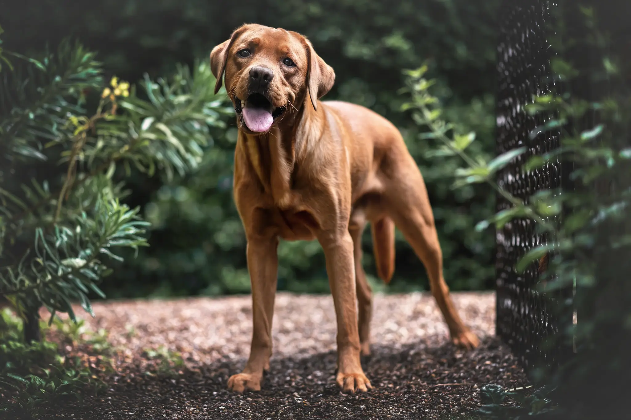 Hundefotograf Bremen