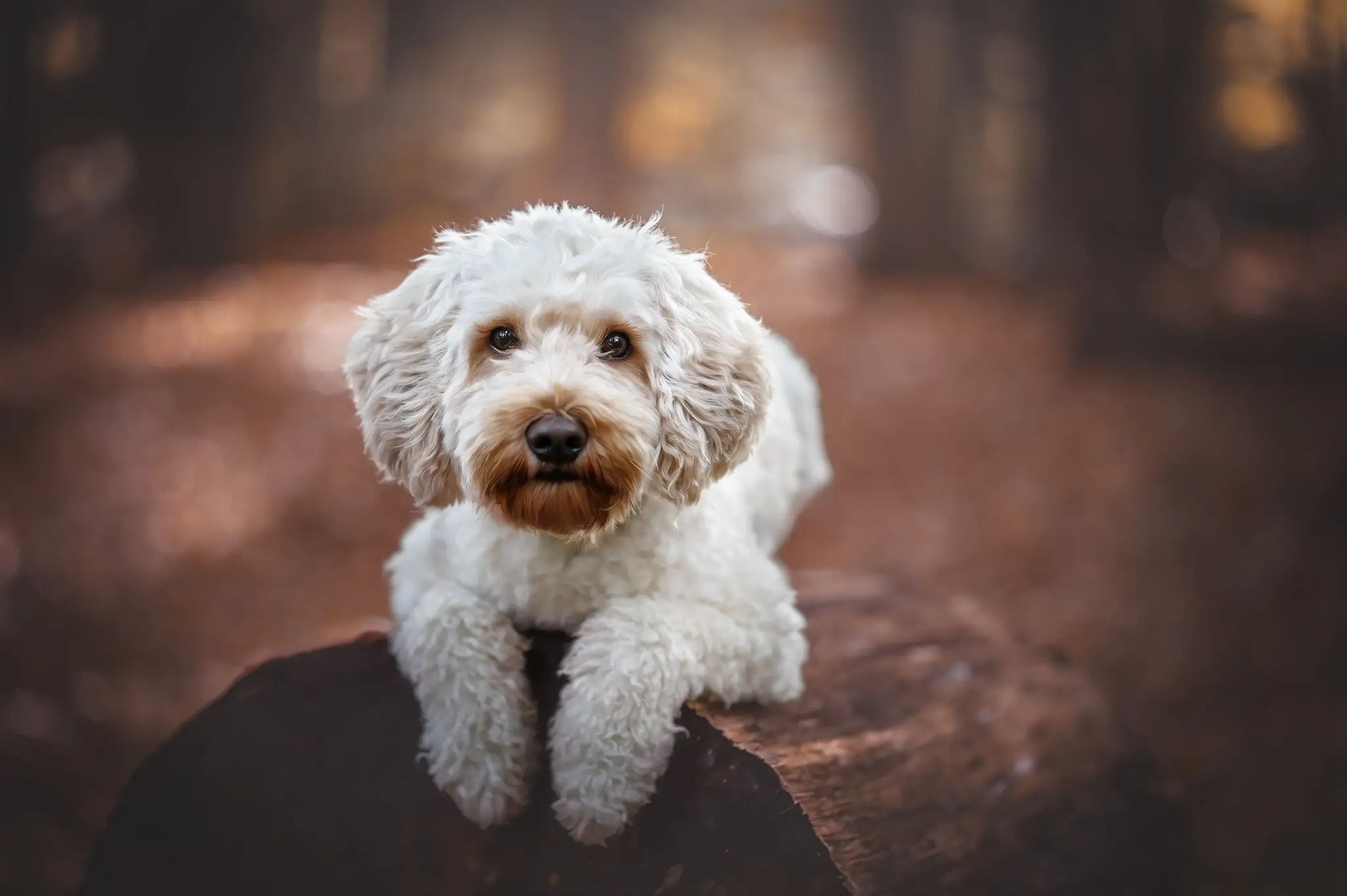 Tierfotografie Bremen