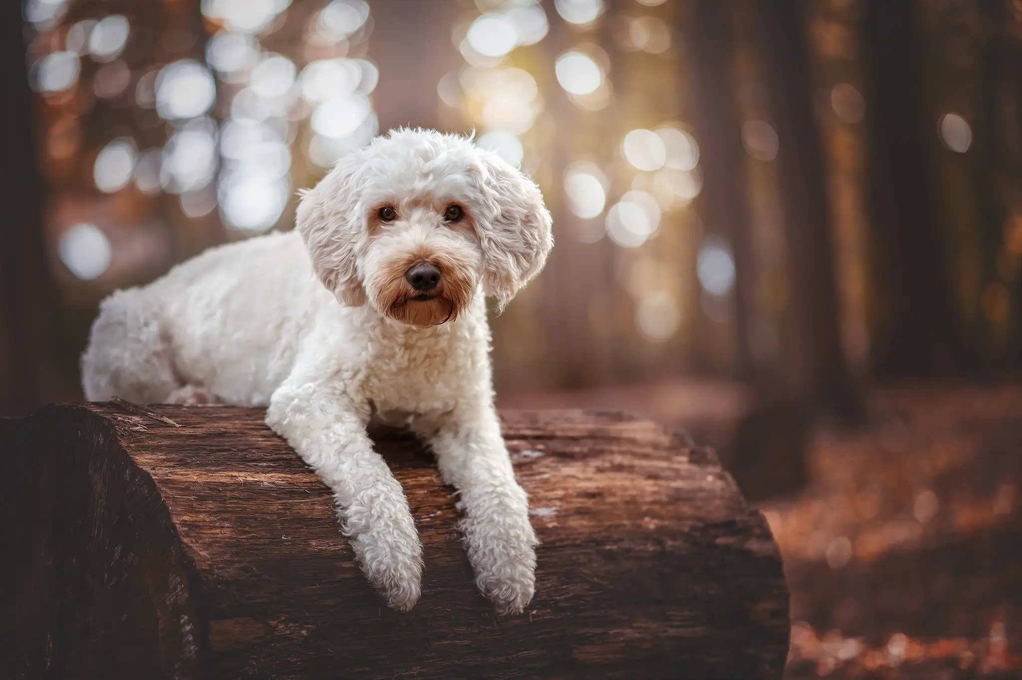 Hundefotograf Bremen