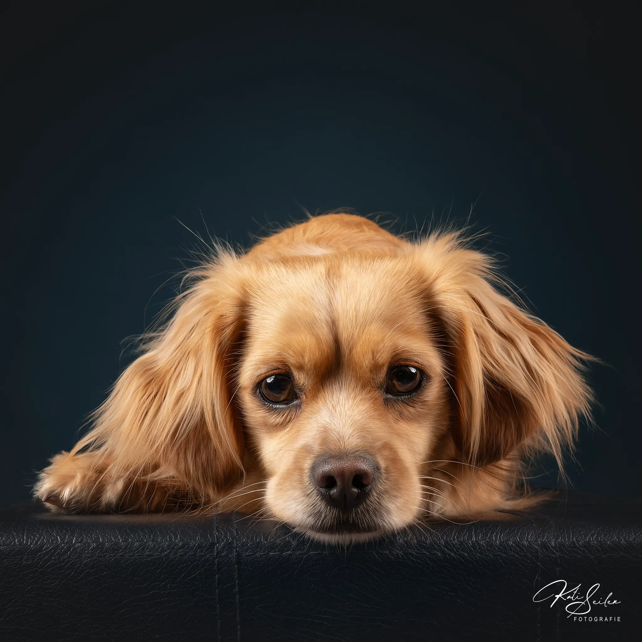 Hundefotografie Studiofotografie Fotostudio Hundefoto