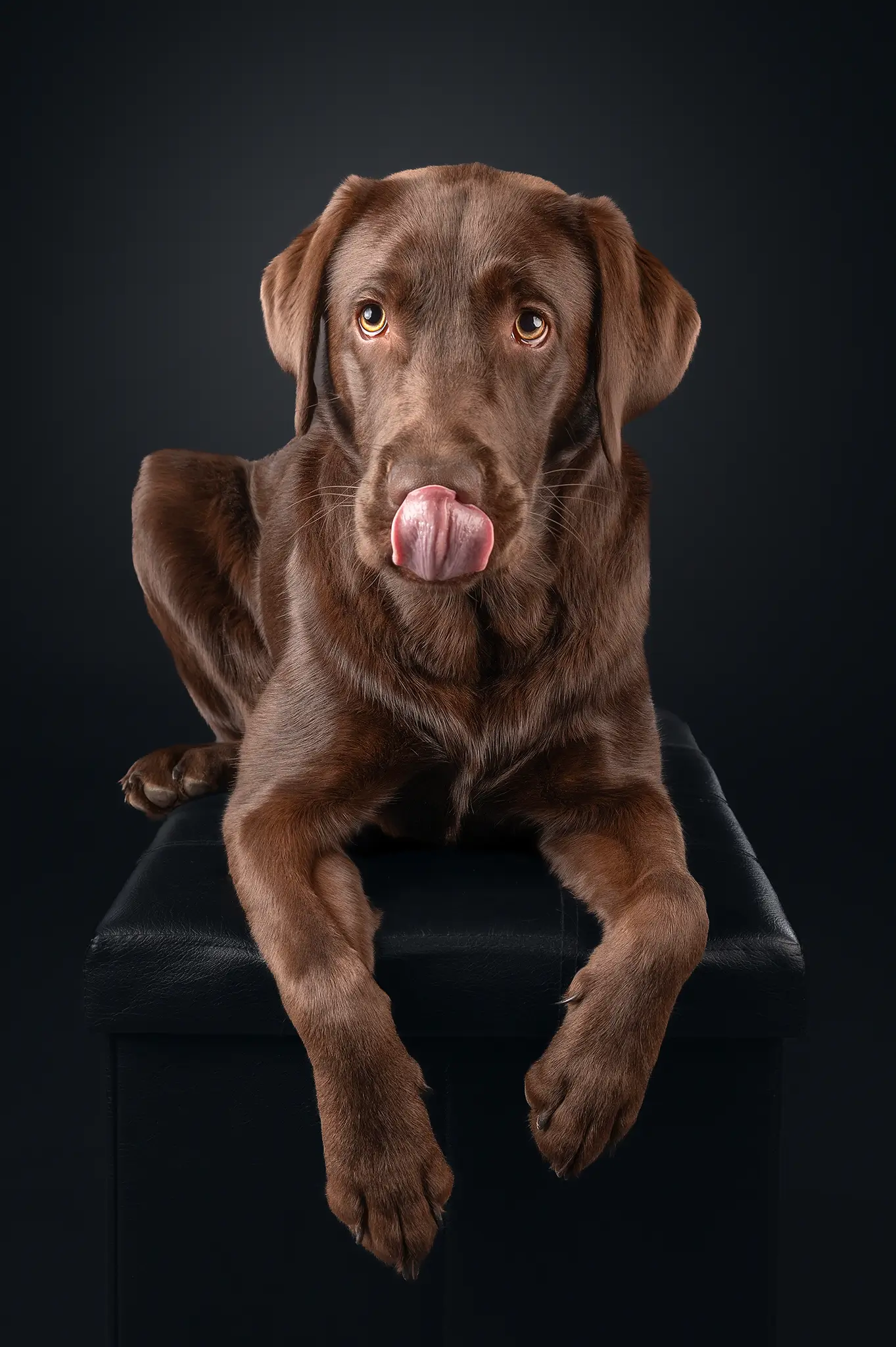 Hundefotografie Studiofotografie Fotostudio Hundefoto