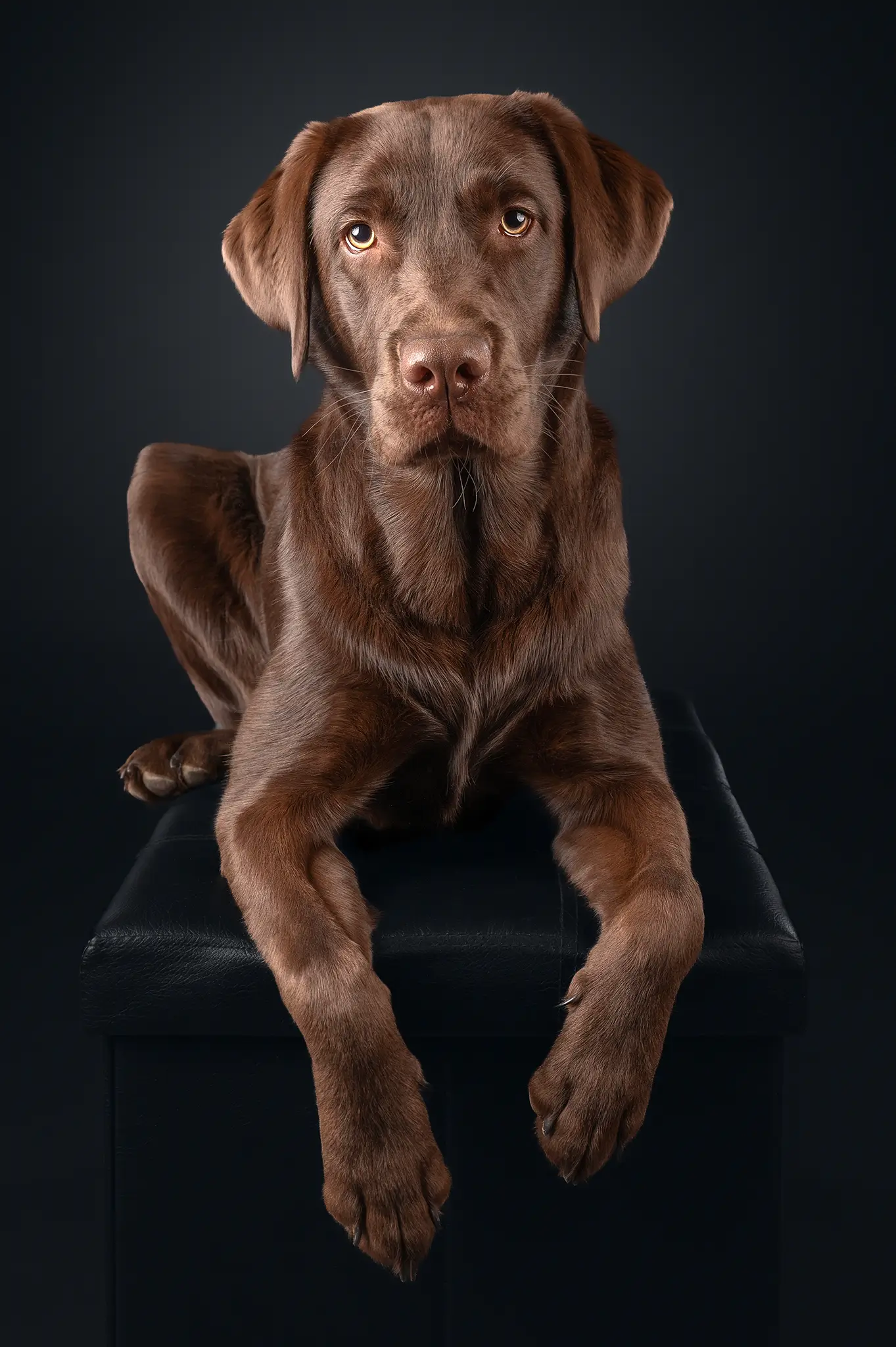 Hundefotografie Studiofotografie Fotostudio Hundefoto