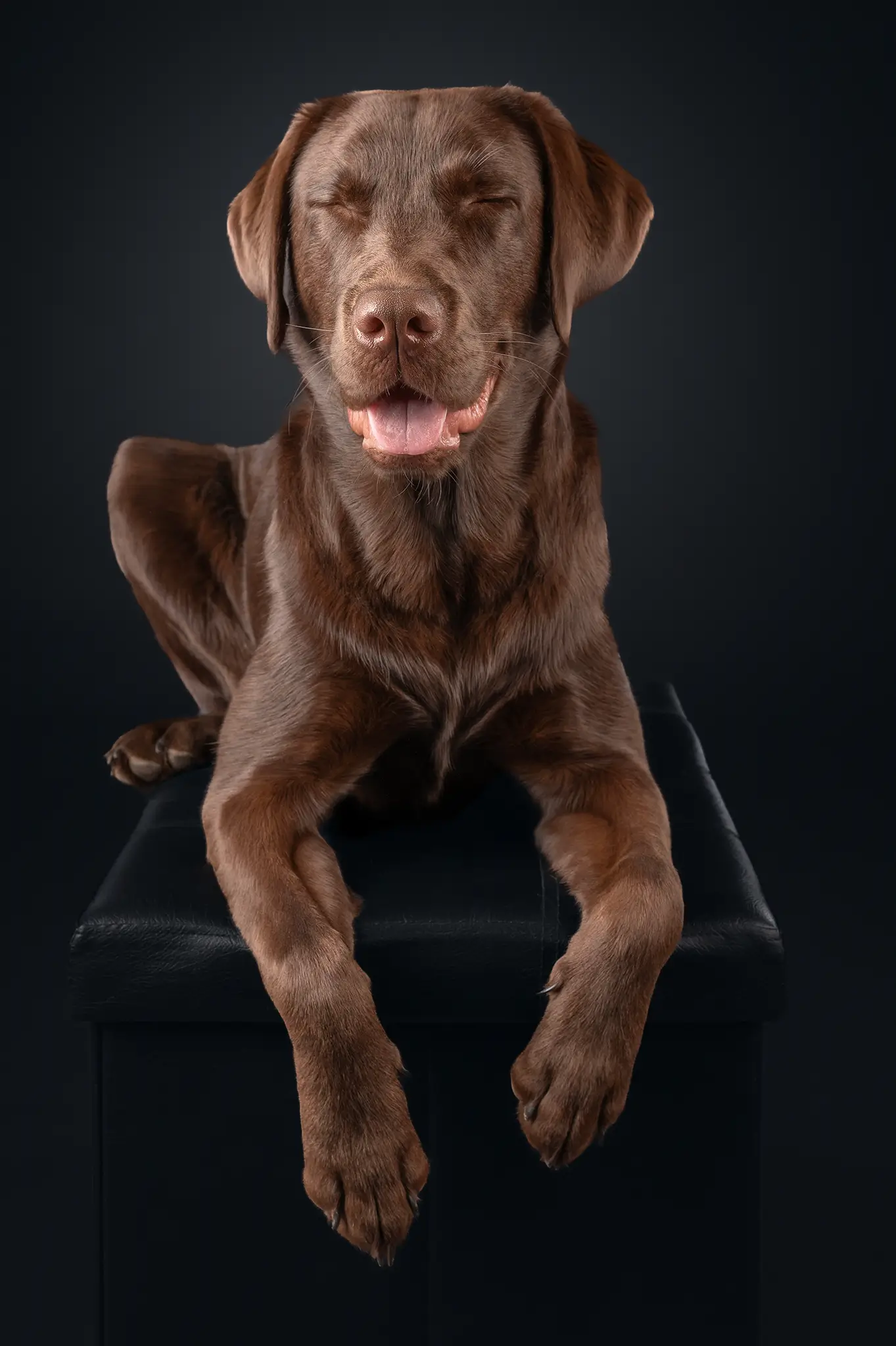 Hundefotografie Studiofotografie Fotostudio Hundefoto