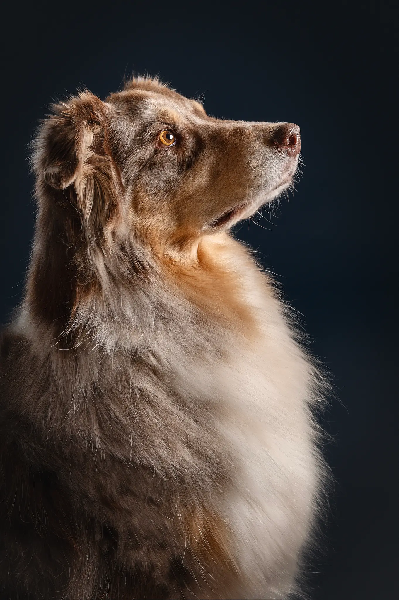 Hundefotografie Studiofotografie Fotostudio Hundefoto