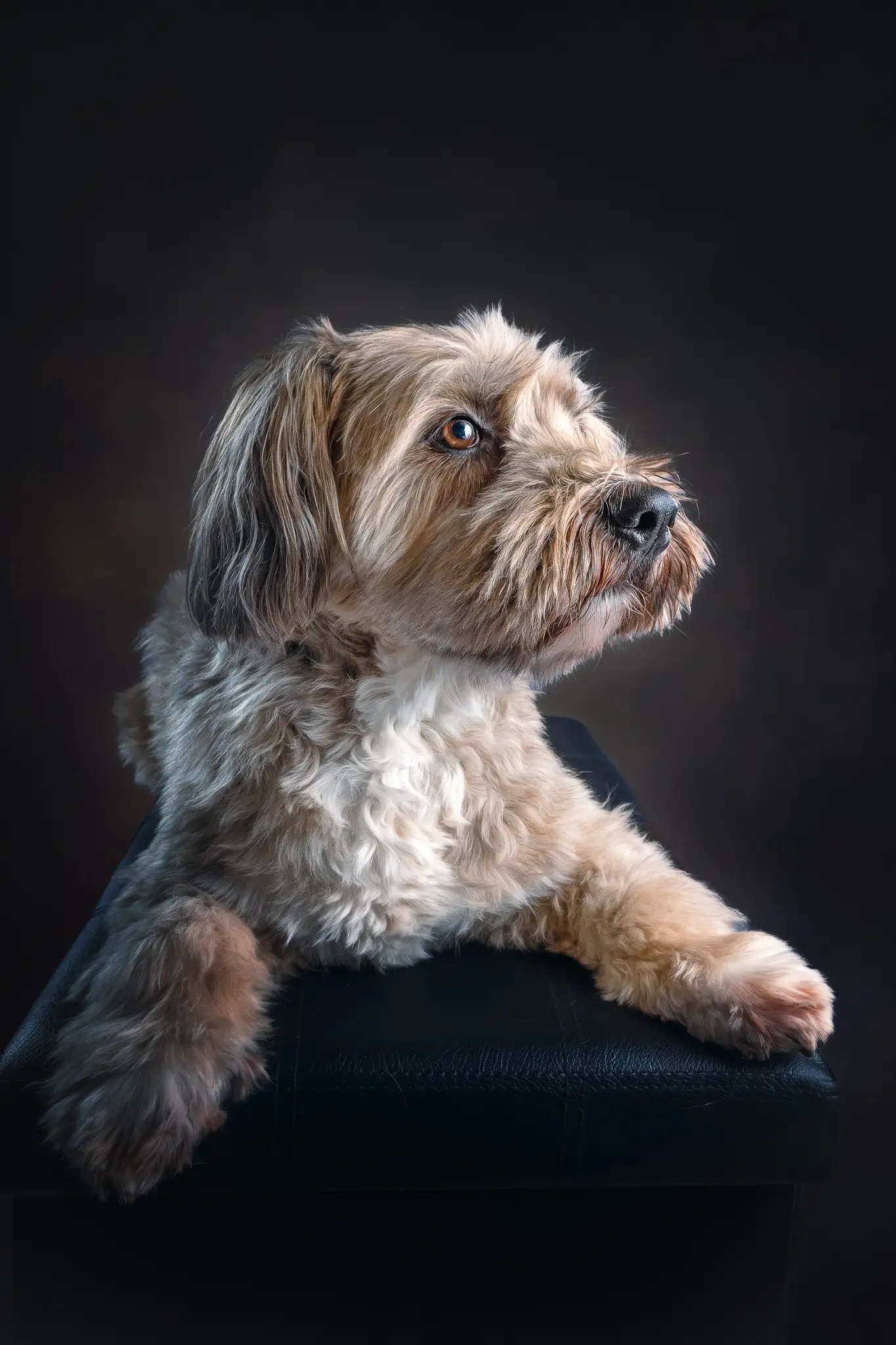 FineArt Hundeportrait im Fotostudio Langwedel